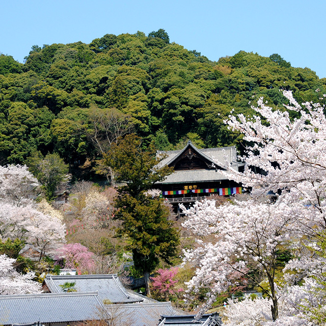 April:Cherry blossoms