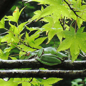 夏季/新绿和青蛙