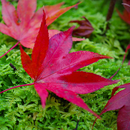 Breathtakingly Beautiful Autumn Colors