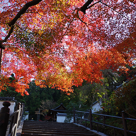 La magnificence des érables rouges du temples Oka-dera