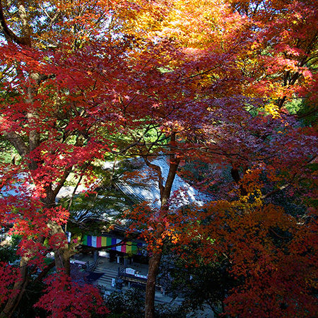 La magnificence des érables rouges du temples Oka-dera